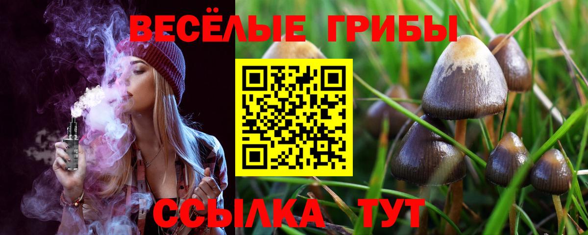 Псилоцибиновые грибы Cubensis  Вход с VPN  цена   Мурино 